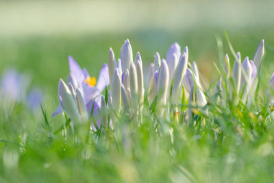 Close-up of purple crocus flowers on field