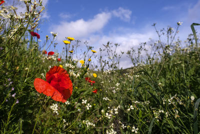 Close-up of red flowering plant on field against sky