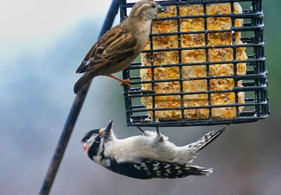 Woodpecker on the suet feeder