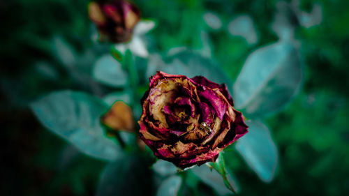 Close-up of wilted rose against blurred background