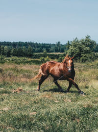 Horse running on field