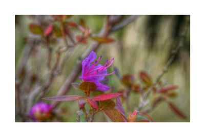 Close-up of purple flowers