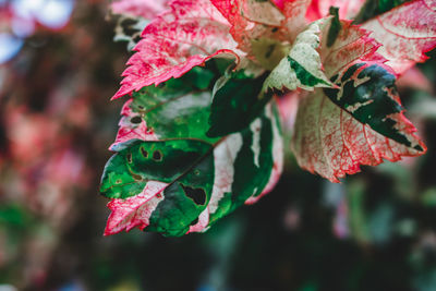 Close-up of red leaf on plant