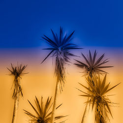 Low angle view of palm tree against sky during sunset