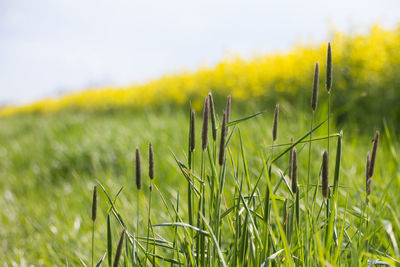 Close-up of crop plants in field