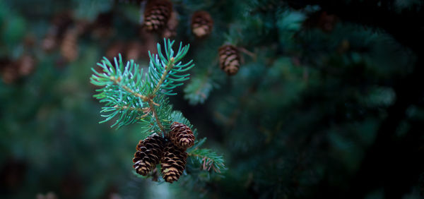 Close-up of butterfly on the sea