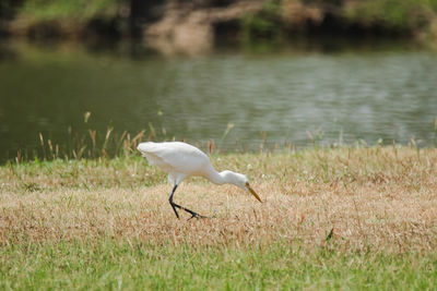 White bird on grass