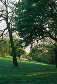 Trees in park