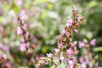 Close-up of pink flowering plant