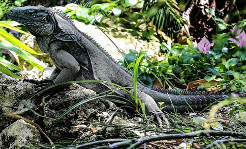 Close-up of a lizard on a field