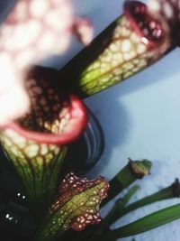 High angle view of flowering plant