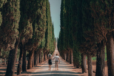 Rear view of man walking amidst trees