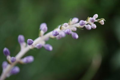 Close-up of purple flower