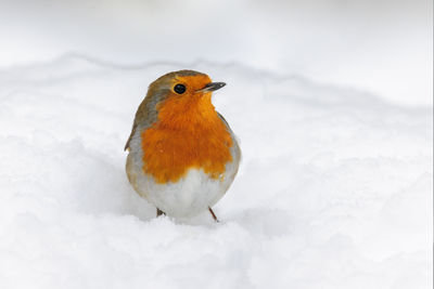 Close-up of bird perching on snow