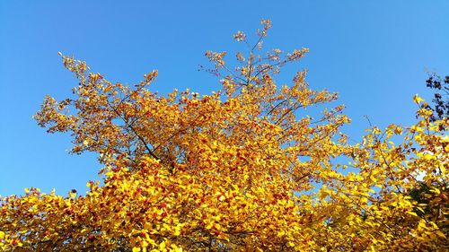 Low angle view of flowers against clear blue sky