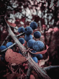 Close-up of berries growing on tree