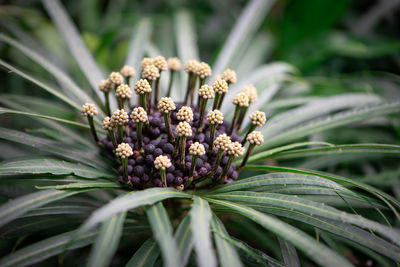 Close-up of flowering plant