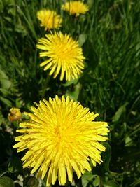 Close-up of yellow flowers