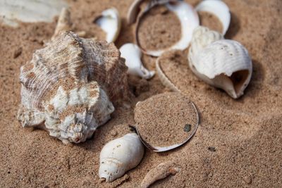 Close-up of shells on sand