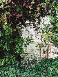 Scenic view of flowering plants in yard