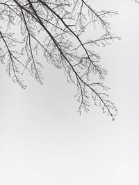 Low angle view of bare tree against sky