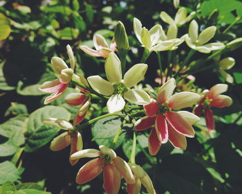 Close-up of white flowering plants