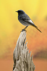 Close-up of bird perching on a orange sunset