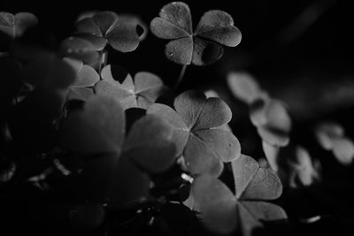 Close-up of flowers blooming at night