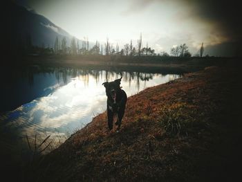 Reflection of dog in water at dusk