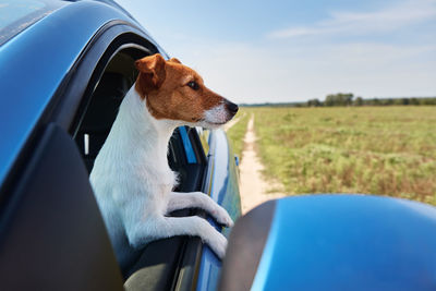 Jack russell terrier dog sits in the car on driver sit. trip with a dog