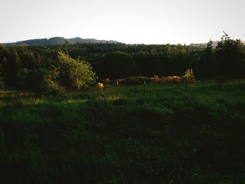 Scenic view of grassy field against clear sky