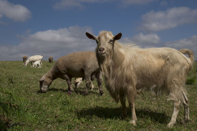 Goats and sheep on grassy field