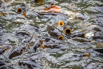 Gaping mouths on wild carp, look spooky as they look for food