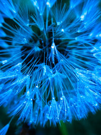 Close-up of dandelion on plant