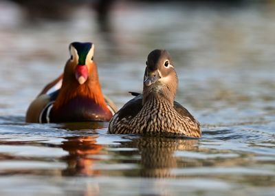 Duck swimming in lake