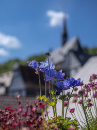 Close-up of purple flowering plants against blue sky