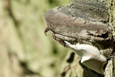 Close-up of lizard on tree
