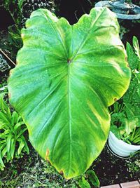 Close-up of plant