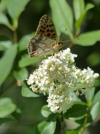 Close-up of butterfly pollinating on flower