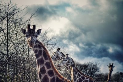 Low angle view of bare tree against sky