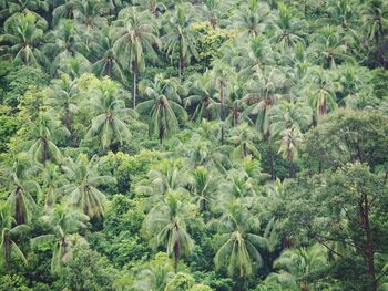 High angle view of coconut palm trees in forest