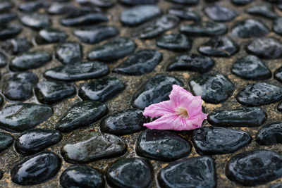 Close-up of stones