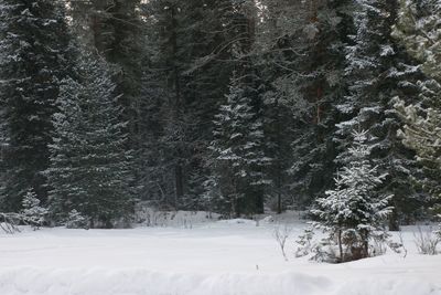 Snow covered pine trees in forest