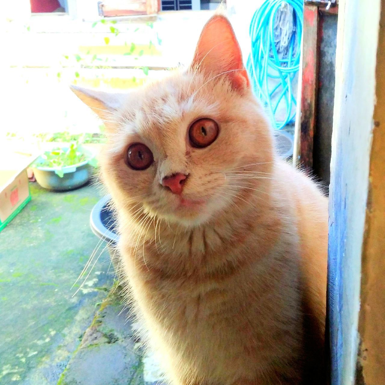 CLOSE-UP PORTRAIT OF CAT BY THE WALL