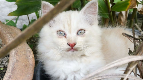 Close-up portrait of cat