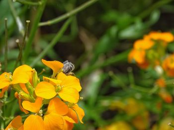 Close-up of insect on yellow flower