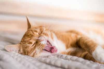 Ginger cat relaxing on couch in living room lying in funny pose on blanket. pet enjoying sun at home