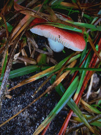 Close-up of mushrooms growing on land