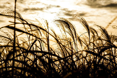 Close-up of plants at sunset