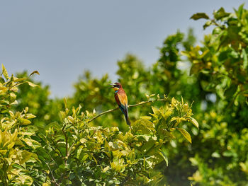 European bee-eater, merops apiaster, around xativa, spain